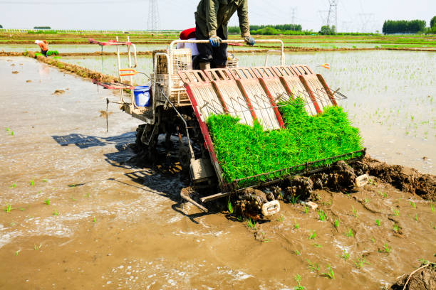 istock Farmers planting rice in field by using rice planting machine 1264469042