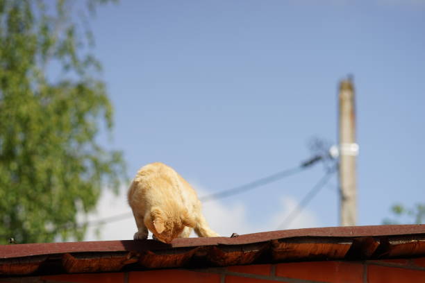 istock Red cat hunts on the roof for sparrows. 1264470569