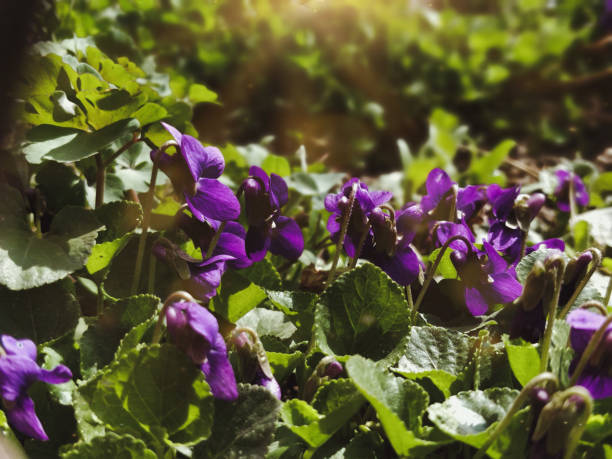 istock Sunny violet flowers 1264471760