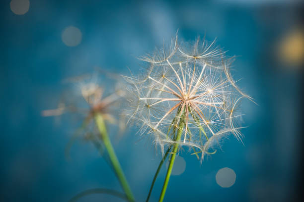 White dry Dandelion flowers on pastel blue background closeup macro shot with copy space