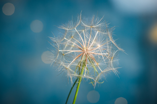 White dry Dandelion flowers on pastel blue background closeup macro shot with copy space