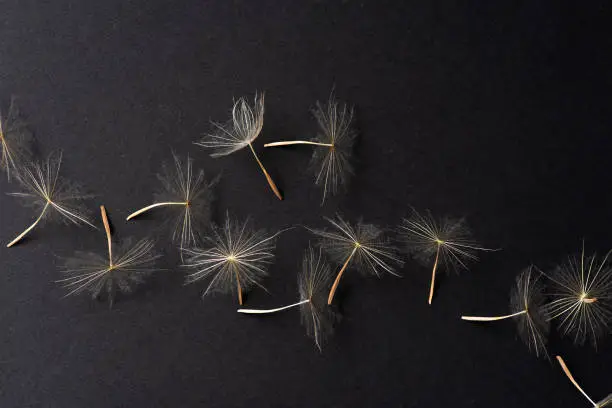 Photo of Dried white dandelion head on black background