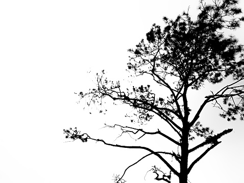 Silhouette tree branches isolated on white background.