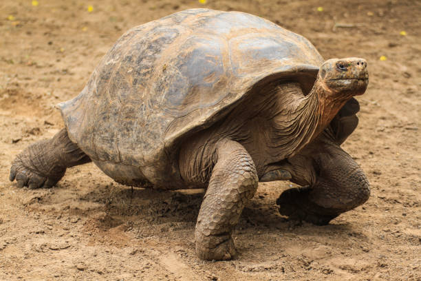 istock Galapagos giant tortoise at Galapagos islands, Ecuador 1264475397