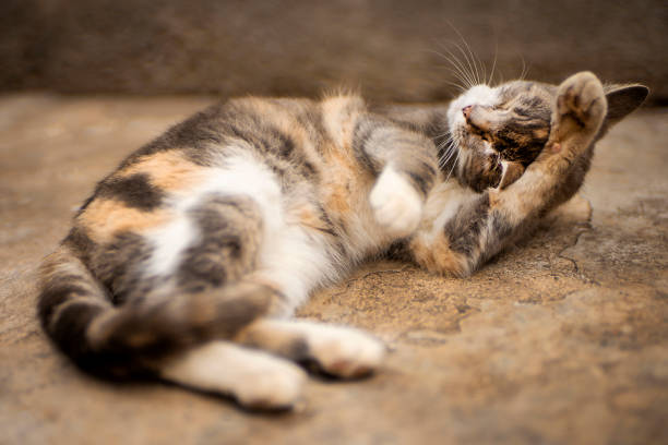 istock Lovely tortoise cat basking on the stone floor 1264475672