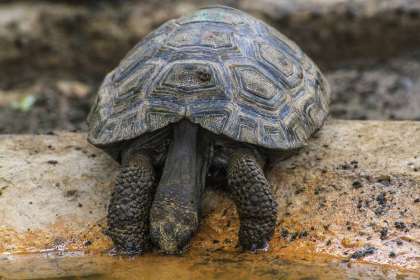 Giant Galapagos Tortoise (one animal, baby), big endemic animal of Galapagos wildlife end symbol for Darwin's evolution theory