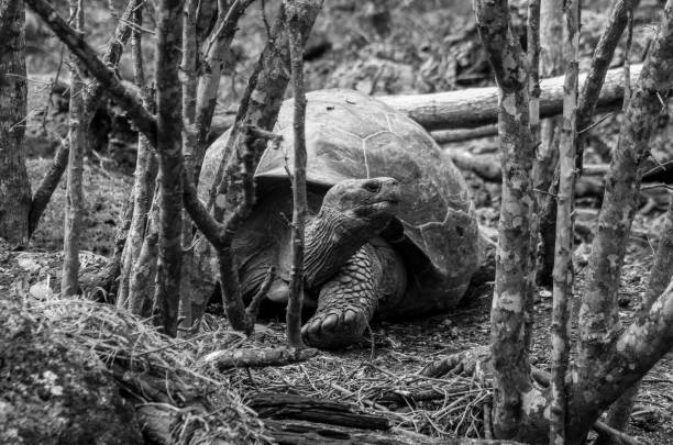 istock Galapagos giant tortoise at Galapagos islands, Ecuador (black and white) 1264477532