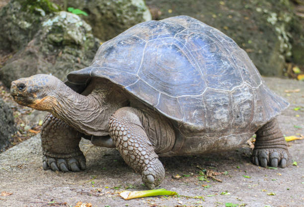istock Galapagos giant tortoise at Galapagos islands, Ecuador 1264477569