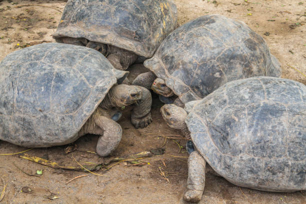 istock Group of young galapagos giant tortoises 1264477621