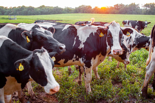 a herd of Holstein cattle grazing at a pasture at sunset