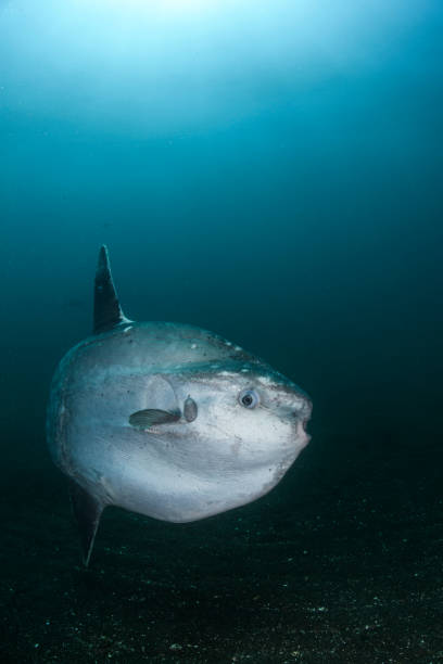 istock Ocean Sunfish Mola Mola Swimming Underwater in Fish Net 1264478279