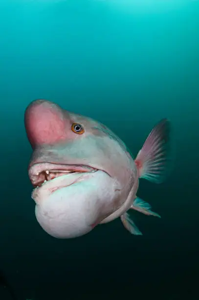 Portrait Close up Fish Face Asian Sheepshead Wrasse Underwater in Chiba, Japan