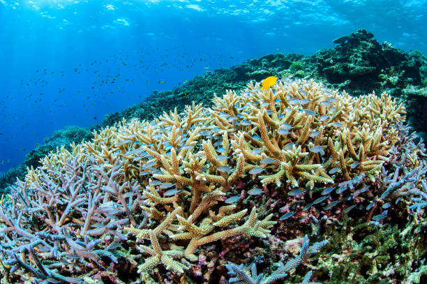 クリスタルクリアウォーターで八二寺宮古島沖縄の美しいカラフルな豊かなサンゴ礁