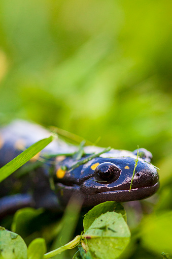 Spotted Salamander (Ambystoma maculatum) in clover and grass with negative space for copy