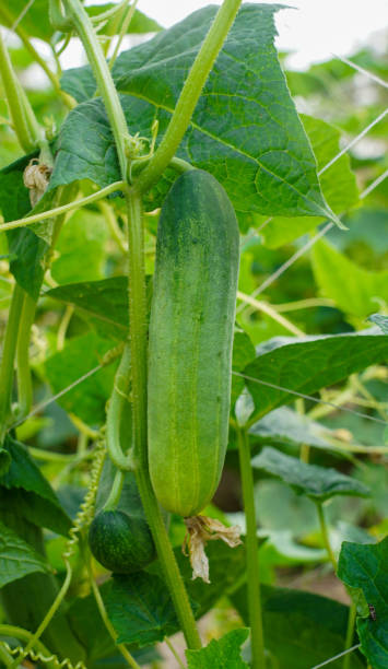 istock Young plant cucumber with yellow flowers. 1264484808