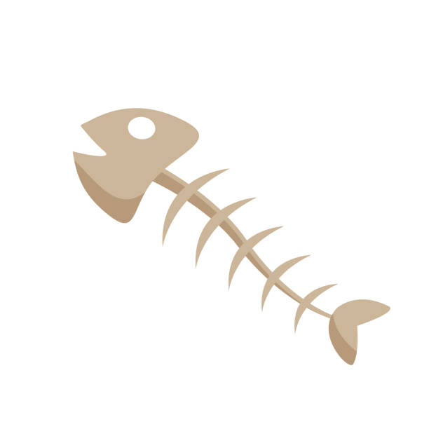 fishbone icon isolated on white background, clip art fish skeleton, illustration flat lay fishbone, dead fish, fishbone for logo and designs, dead fish carcass fishbone icon isolated on white background, clip art fish skeleton, illustration flat lay fishbone, dead fish, fishbone for logo and designs, dead fish carcass funny fish cartoons stock illustrations