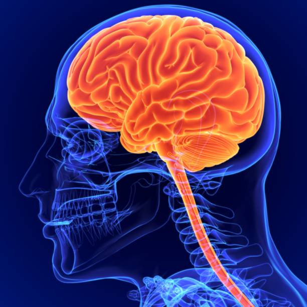 istock 3D Illustration Human Brain Anatomy for Medical Concept 1264485778