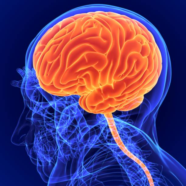 istock 3D Illustration Human Brain Anatomy for Medical Concept 1264486066