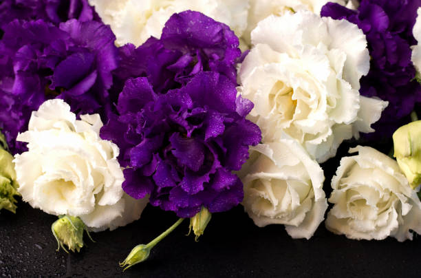 istock White and purple eustoma flowers close up 1264486749