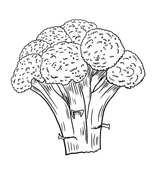 Vector illustration of Pen And Ink Hand Drawn Fresh Broccoli