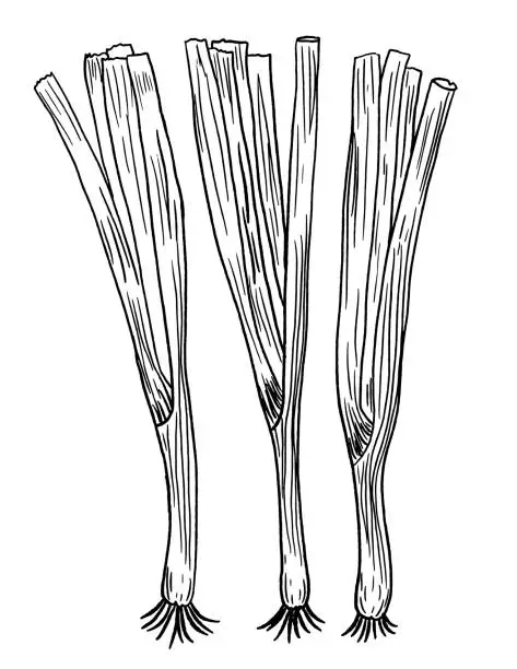 Vector illustration of Pen And Ink Hand Drawn Fresh Scallions