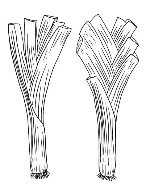 Vector illustration of Pen And Ink Hand Drawn Fresh Leeks