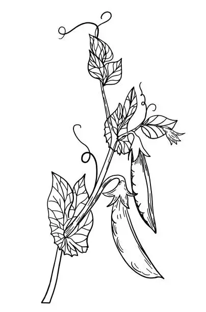 Vector illustration of Pen And Ink Hand Drawn Peas On The Vine