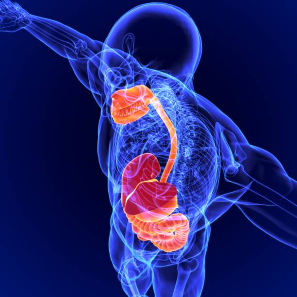istock 3D Illustration Human Digestive System Anatomy for Medical Concept 1264489178