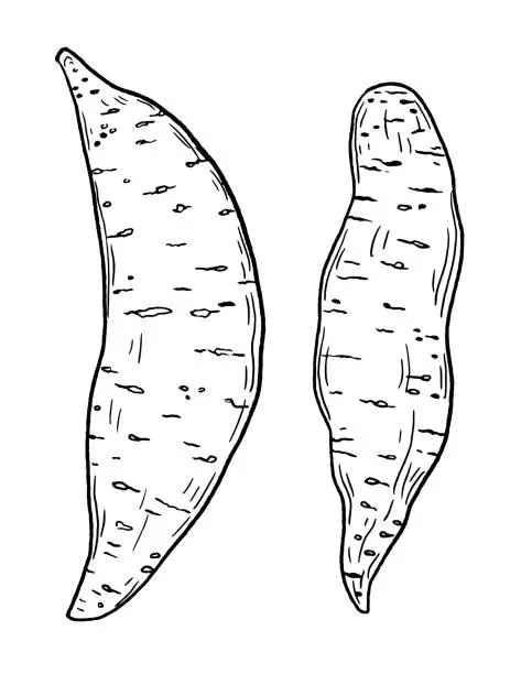 Vector illustration of Hand Drawn Fresh Sweet Potato