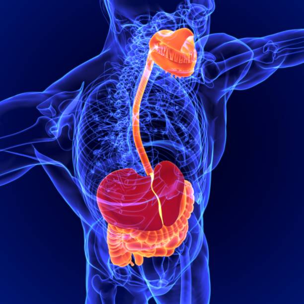 istock 3D Illustration Human Digestive System Anatomy for Medical Concept 1264489230