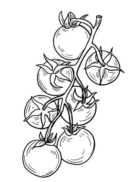 Vector illustration of Pen And Ink Hand Drawn Heirloom Tomato