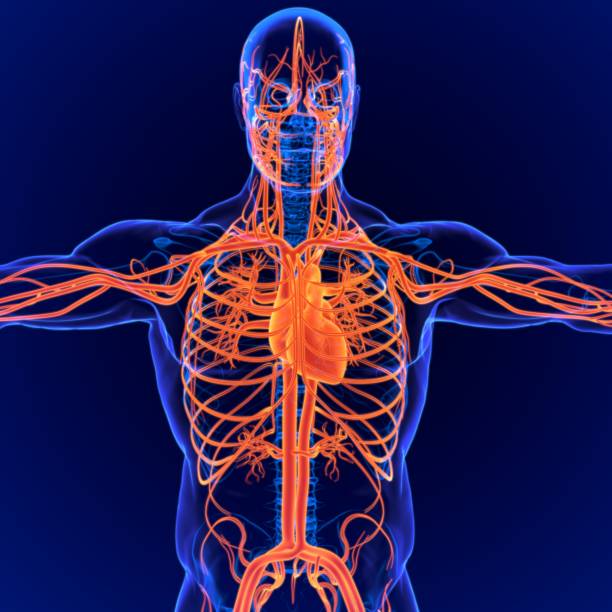 istock 3D Illustration Human Circulatory System Anatomy (Heart) 1264489432