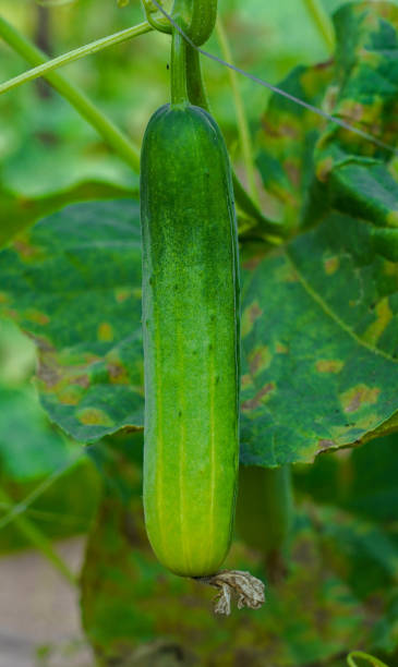 istock Young plant cucumber with yellow flowers. 1264489516