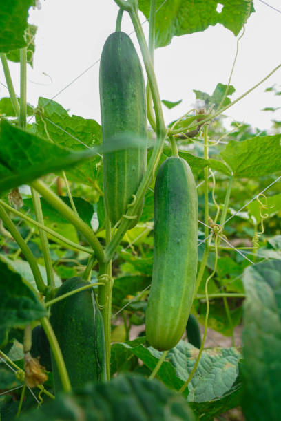 istock Young plant cucumber with yellow flowers. 1264489519
