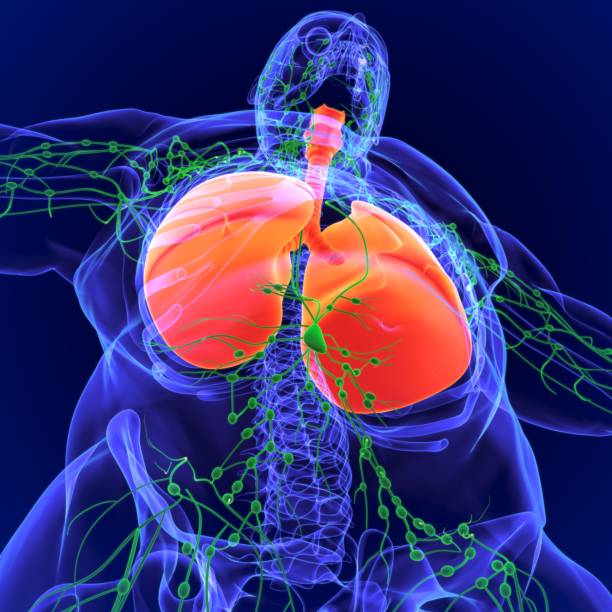 istock 3D Illustration Human Lymph nodes Anatomy 1264490217