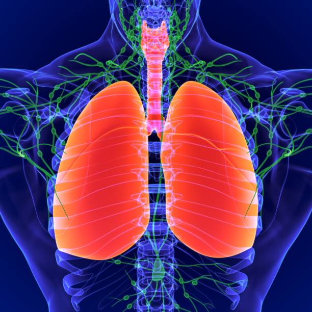 istock 3D Illustration Human Lymph nodes Anatomy 1264490260