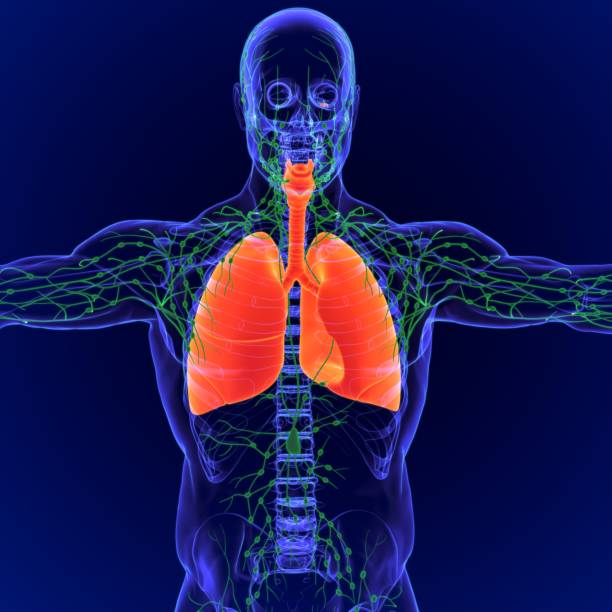 istock 3D Illustration Human Lymph nodes Anatomy 1264490327