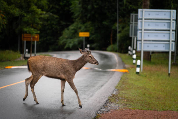 istock A deer or antelope is cross walking the road. 1264490437
