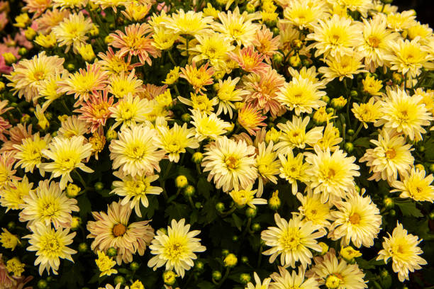 istock Beautiful flowers background 1264490494