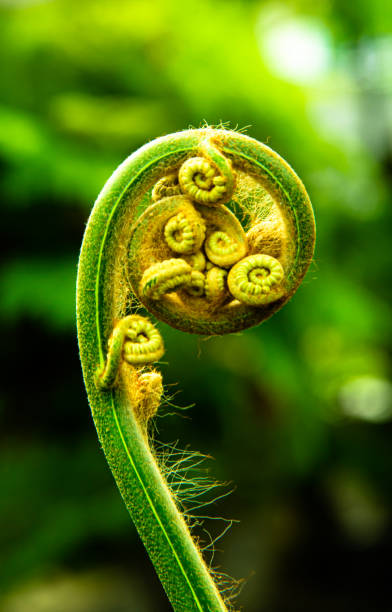 close-up of young sprouts - fern spiral frond green imagens e fotografias de stock