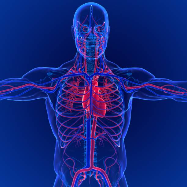 istock 3D Illustration of Human Circulatory System Anatomy (Heart) 1264490812
