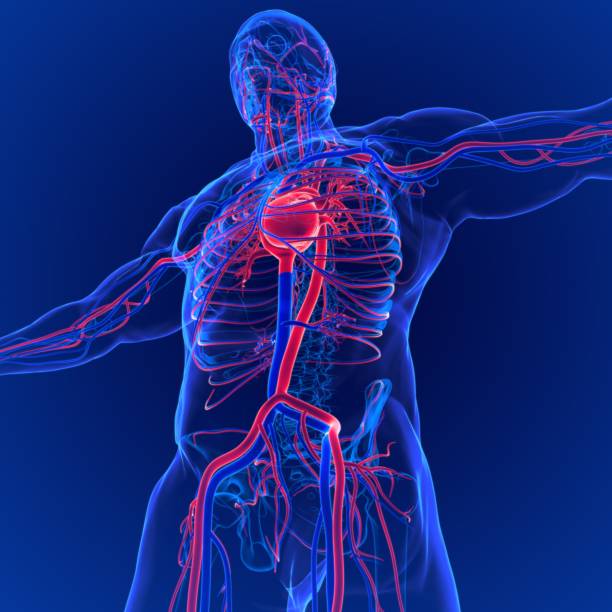 istock 3D Illustration of Human Circulatory System Anatomy (Heart) 1264491926