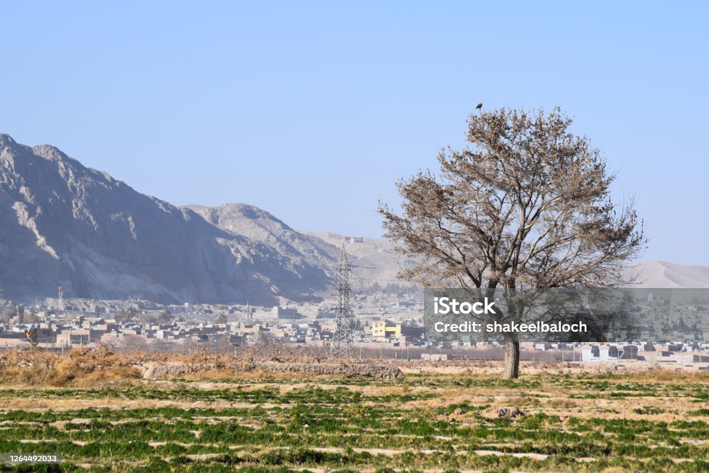 Dry trees leaf summer season, grass green land plant, old building blue sky nature outdoor landscape background wallpaper Pakistan Stock Photo