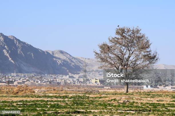 Dry Trees Leaf Summer Season Grass Green Land Plant Old Building Blue Sky Nature Outdoor Landscape Background Wallpaper Stock Photo - Download Image Now