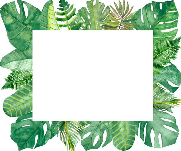 istock Watercolor hand painted nature tropical border frame with green different palm jungle monstera leaves bouquet on the white background for invite and greeting card with the space for text 1264493153