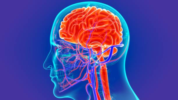 istock 3D Illustration Human Brain Anatomy with Arteries and Veins 1264494500