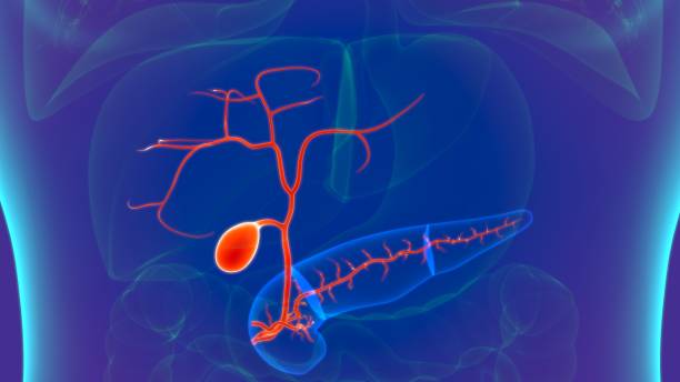istock 3D Illustration Human Digestive System Anatomy (Gall Bladder) 1264494524