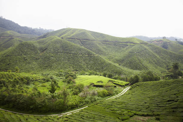 istock View of tea plantation 1264494541