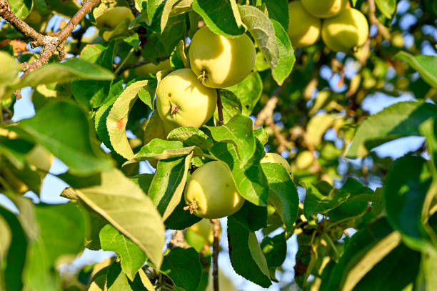 istock green apples on green tree in garden 1264494778
