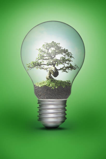 istock Bonsai plant in a light bulb 1264496867